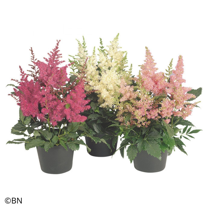 Astilbe Astary® Mix (graines enrobées)