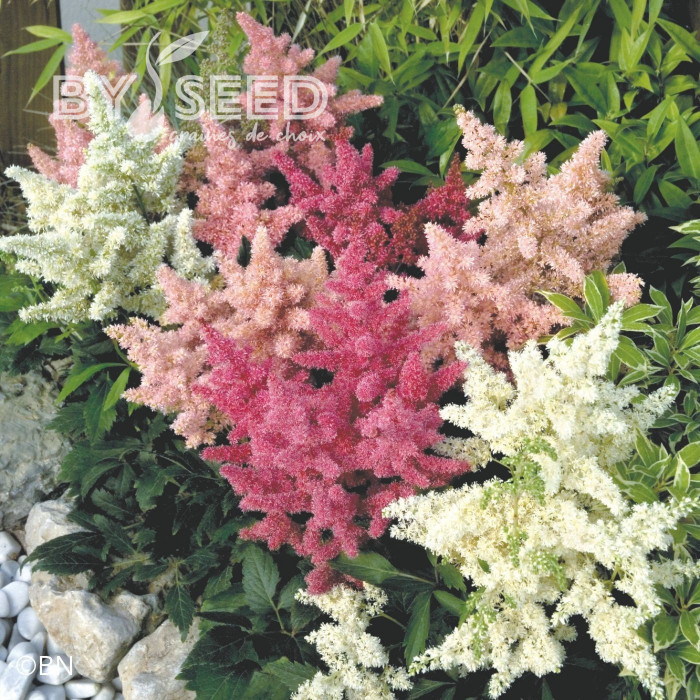 Astilbe Astary® Mix (graines enrobées)