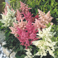 Astilbe Astary® Mix (graines enrobées)
