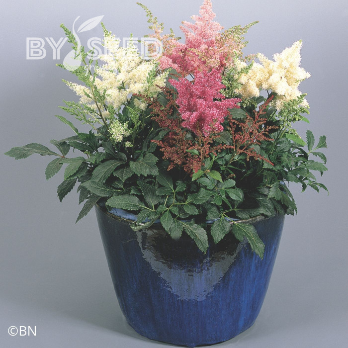 Astilbe Astary® Mix (graines enrobées)