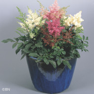 Astilbe Astary® Mix (graines enrobées)