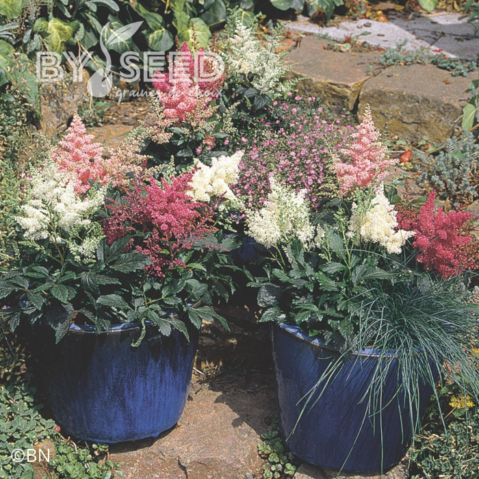 Astilbe Astary® Mix (graines enrobées)