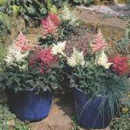 Astilbe Astary® Mix (graines enrobées)