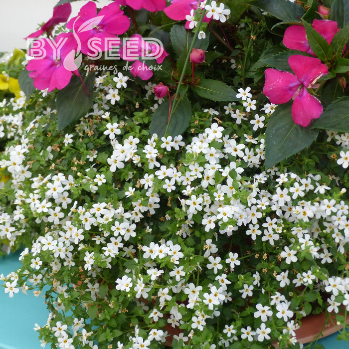 Bacopa Snowtopia® (Sutera) (graines enrobées)