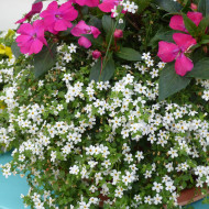 Bacopa Snowtopia® (Sutera) (graines enrobées)