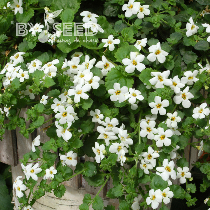 Bacopa Snowtopia® (Sutera) (graines enrobées)