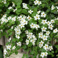 Bacopa Snowtopia® (Sutera) (graines enrobées)