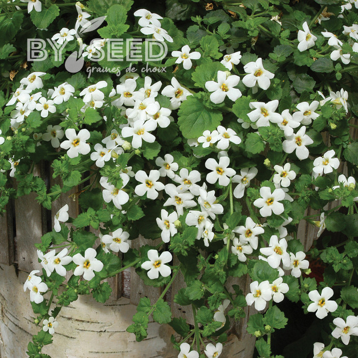 Bacopa Snowtopia® (Sutera) (graines enrobées)