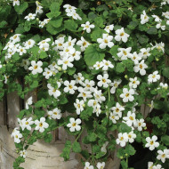 Bacopa Snowtopia® (Sutera) (graines enrobées)