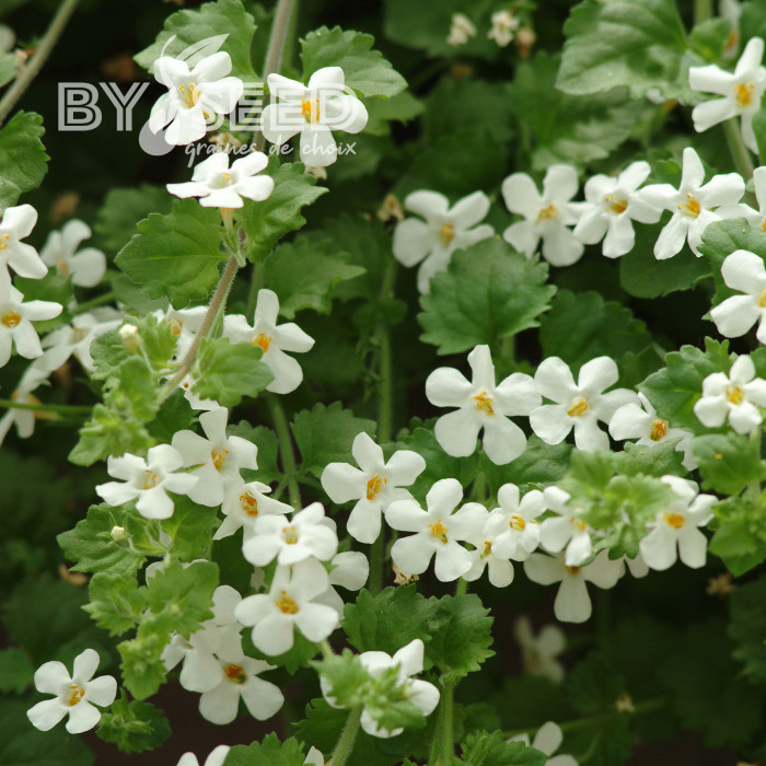 Bacopa Snowtopia® (Sutera) (graines enrobées)