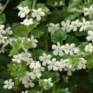 Bacopa Snowtopia® (Sutera) (graines enrobées)