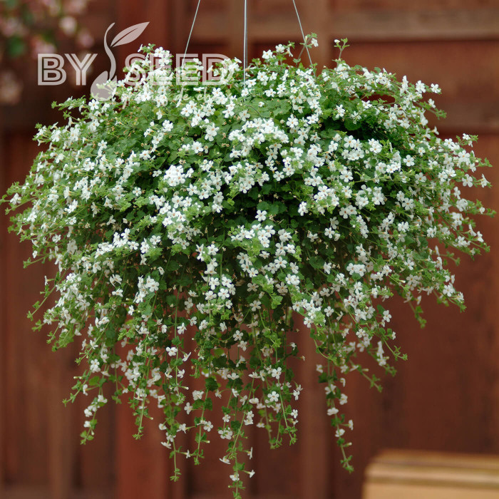 Bacopa Snowtopia® (Sutera) (graines enrobées)
