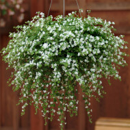 Bacopa Snowtopia® (Sutera) (graines enrobées)