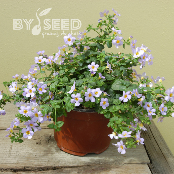 Bacopa Blutopia® (Sutera) (graines enrobées)