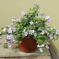Bacopa Blutopia® (Sutera) (graines enrobées)