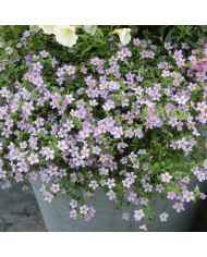 Bacopa Snowtopia® (Sutera) (graines enrobées)