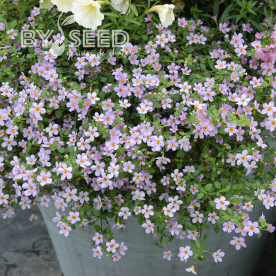 Bacopa Blutopia® (Sutera) (graines enrobées)