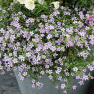 Bacopa Blutopia® (Sutera) (graines enrobées)