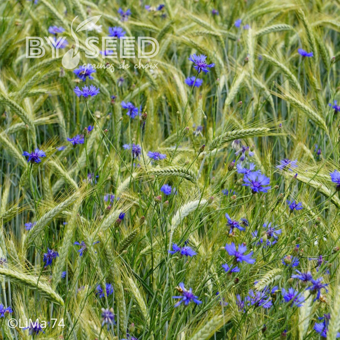 Centaurée barbeau - Bleuet sauvage