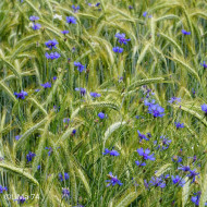 Centaurée barbeau - Bleuet sauvage