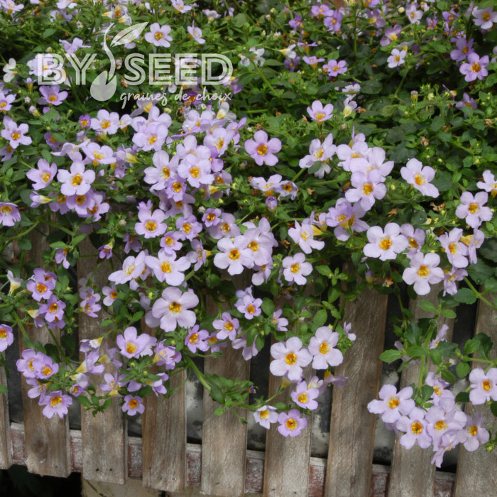 Bacopa Blutopia® (Sutera) (graines enrobées)