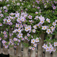 Bacopa Blutopia® (Sutera) (graines enrobées)