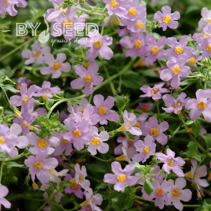 Bacopa Blutopia® (Sutera) (graines enrobées)