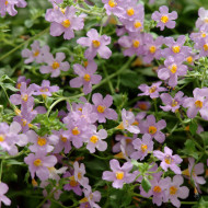 Bacopa Blutopia® (Sutera) (graines enrobées)