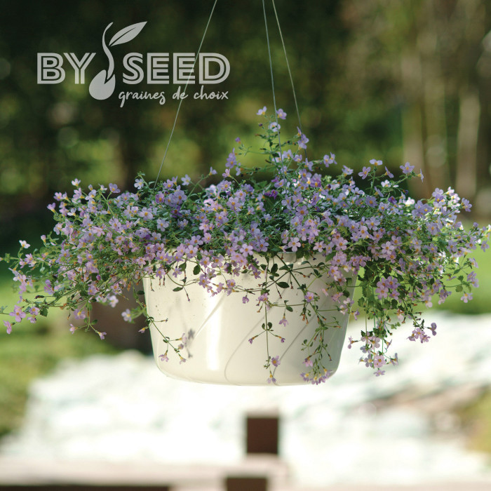 Bacopa Blutopia® (Sutera) (graines enrobées)