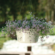 Bacopa Blutopia® (Sutera) (graines enrobées)