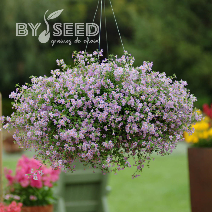 Bacopa Blutopia® (Sutera) (graines enrobées)