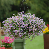 Bacopa Blutopia® (Sutera) (graines enrobées)