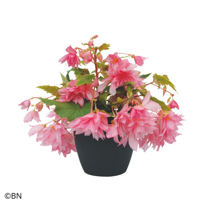 Bégonia retombant Funky Light Pink F1 (graines enrobées)