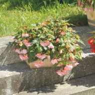 Bégonia retombant Funky Light Pink F1 (graines enrobées)