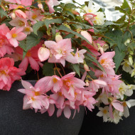 Bégonia retombant Funky Light Pink F1 (graines enrobées)