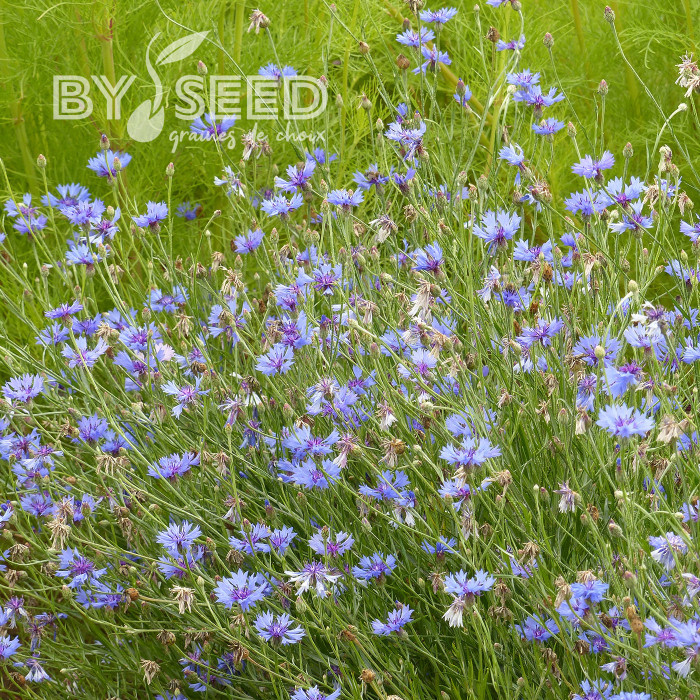 Centaurée barbeau - Bleuet sauvage