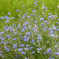 Centaurée barbeau - Bleuet sauvage