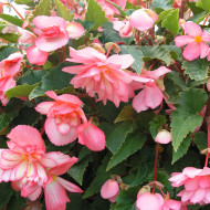 Bégonia retombant Chanson F1 Bicolour Pink and White (graines enrobées)