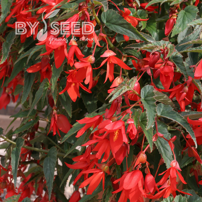 Bégonia de Bolivie Copacabana F1 Red (graines enrobées)