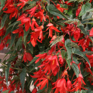 Bégonia de Bolivie Copacabana F1 Red (graines enrobées)