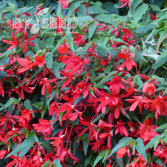 Bégonia de Bolivie Copacabana F1 Red (graines enrobées)
