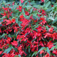 Bégonia de Bolivie Copacabana F1 Red (graines enrobées)