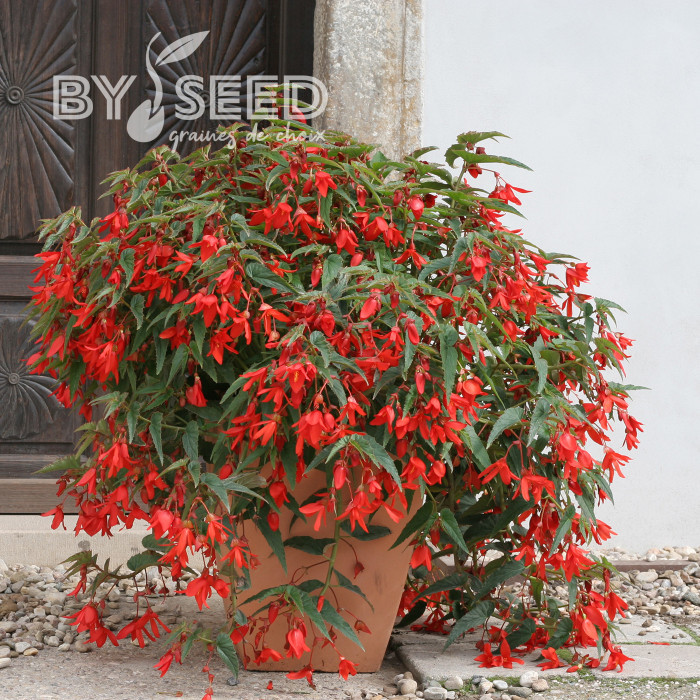 Bégonia de Bolivie Copacabana F1 Red (graines enrobées)