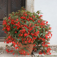 Bégonia de Bolivie Copacabana F1 Red (graines enrobées)