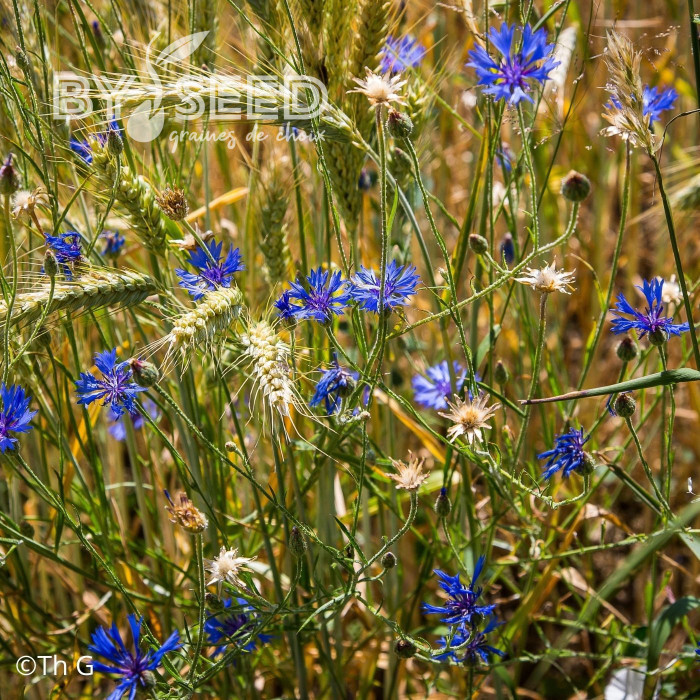 Centaurée barbeau - Bleuet sauvage