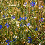 Centaurée barbeau - Bleuet sauvage