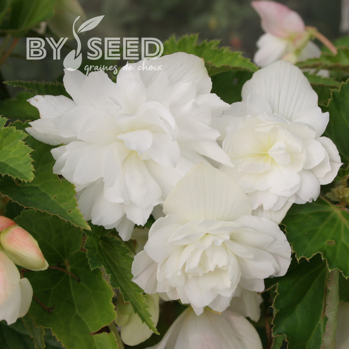 Bégonia retombant Chanson F1 White (graines enrobées)