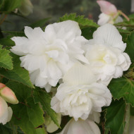 Bégonia retombant Chanson F1 White (graines enrobées)