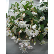 Bégonia retombant Chanson F1 White (graines enrobées)