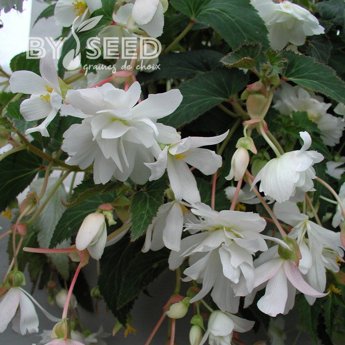 Bégonia retombant Chanson F1 White (graines enrobées)